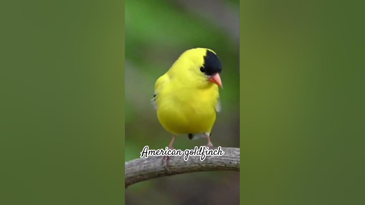 American gold Finch #birds #birdsong #birdsounds #thebirdsonggroup #birdingparadise