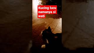 kucing super lucu namanya wati