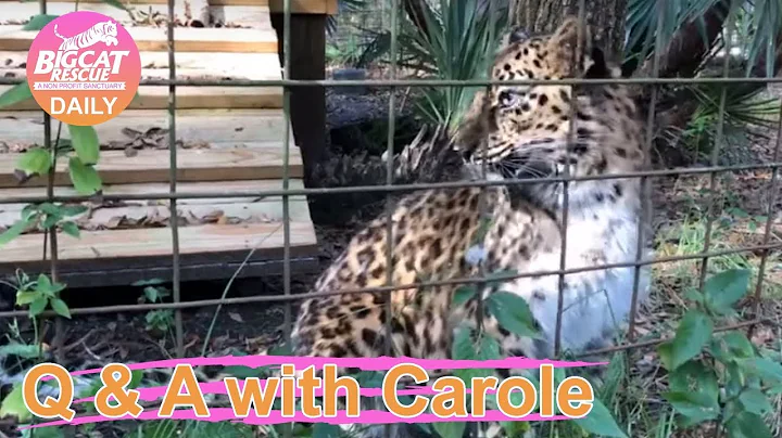 Natalia and Armani Leopards 12.31.2018