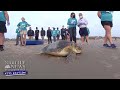 20-Year-Old Green Sea Turtle Saved by Group Of Volunteers