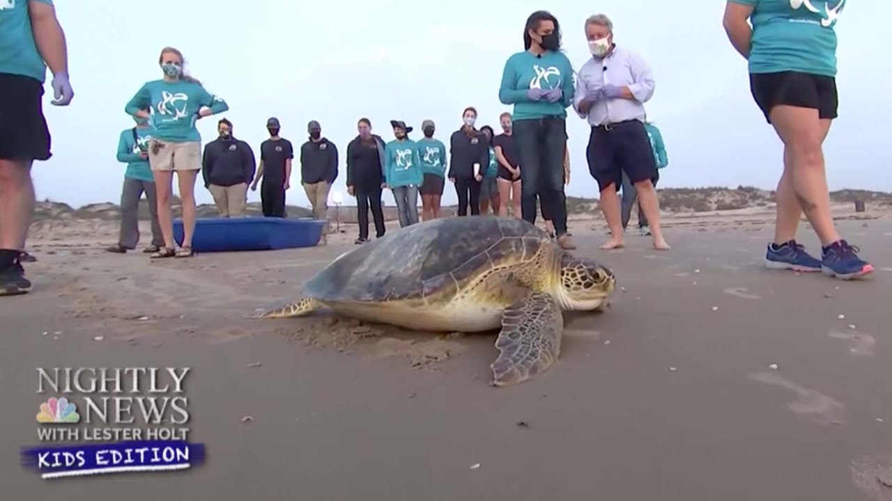 20-Year-Old Green Sea Turtle Saved by Group Of Volunteers