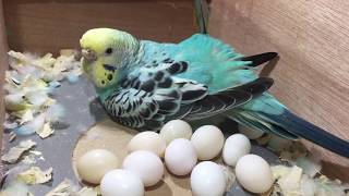 A Budgie With Too Many Eggs