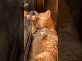 世界一可愛いと言われた猫の1日 #cat #ネコ #自称世界一