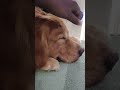 Mani head massage goldenretriever dog puppy doglover