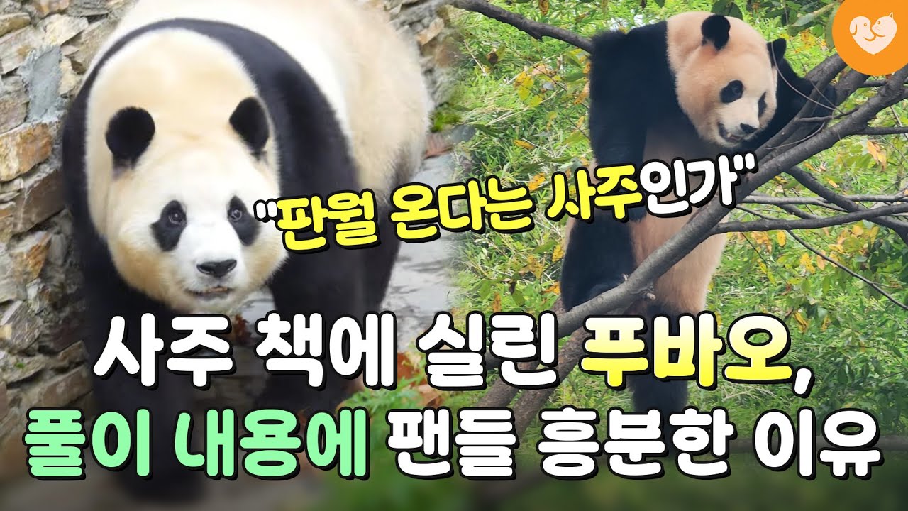 푸바오 중국행 1년 전 사주가가 풀이한 푸 사주에서 소름 돋는 부분