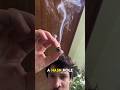 Would you be able to smoke this to the face?