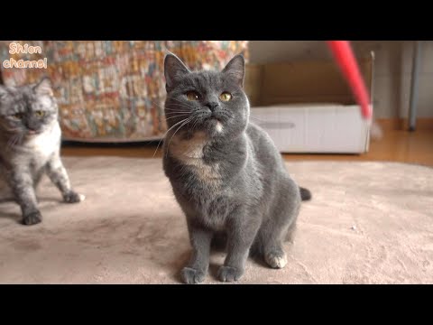 多々良ねこ 1.jpg