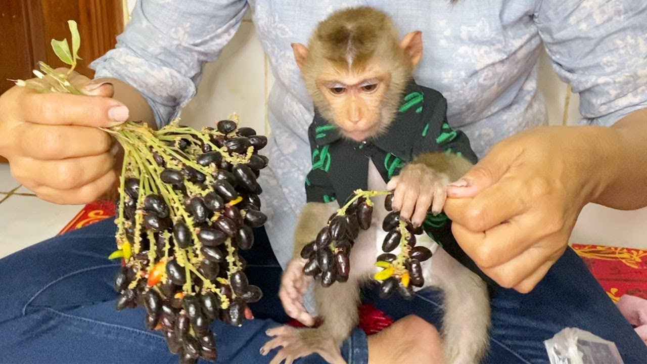 Baby Monkey Treelo Wonder What Kind Of The Wild Fruit, First Time For ...