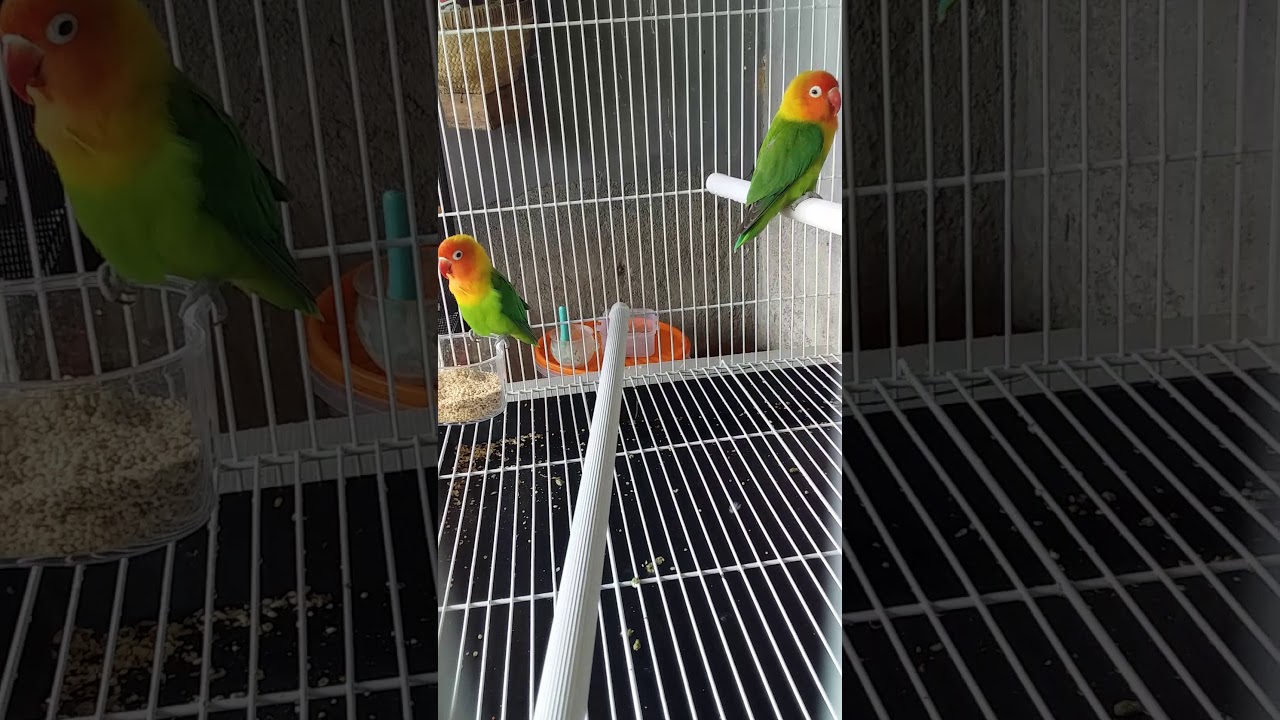 Koleksi lovebird 