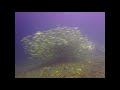 Schooling fish somewhere please watch in1080