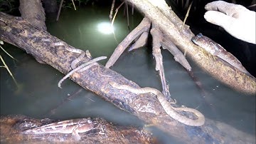 Sợ Thì Sợ Đi Thì Đi Một Mình Đi Sâu Vào Rừng Soi Cá Thồi Lòi | GĐCG #1000