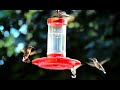 Our hummingbirds go bonkers