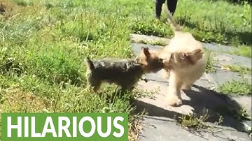 "Helmet to helmet" slow motion dog collision