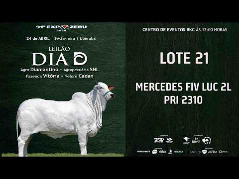 LOTE 21   MERCEDES FIV LUC 2L   PRI 2310