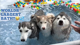 WORLDS LARGEST HUSKY BATH!😂.