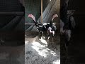 Чучай фуруши Ватсап +79633764548