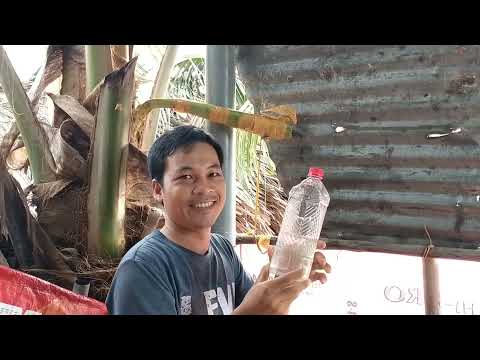 Video: Nectar Làm Gì - Trồng Cây Lấy Mật Trong Vườn