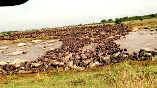 The great migration crossing mara river north serengeti...