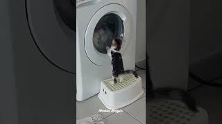 Funny Cat Compilation  #funnycats #funny #funnypets