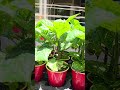 One more Fiery Redd Garden video before I head out of town #garden #gardening #plants #plant #grow