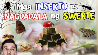 MGA INSEKTO NA NAGDADALA NG SWERTE, KAYA HUWAG BASTA MAGPATAY NG MGA INSEKTO PARA DI MALASIN