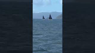 Among the Fleet | Regatta Day