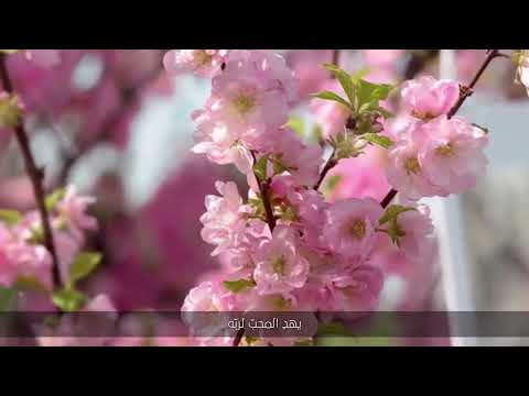 كسب القلوب بحب ه منصور السالمي كلمات