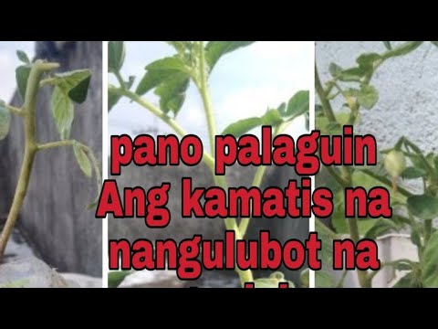 Video: Yodo Para Sa Mga Punla Ng Kamatis: Kung Paano Pakainin Ang Mga Punla Ng Kamatis? Paano Tubig Sa Paggamot Ng Mga Sakit Sa Bahay? Mga Recipe Ng Application