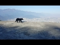 Oso en el Teleférico del Cerro de la Silla Monterrey Parte 2