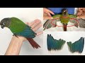 Viral video: A doctor lauded for giving Parrot a new pair of prosthetic wings