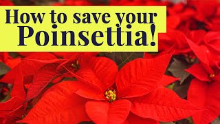 How to SAVE your POINSETTIA once the holidays are over