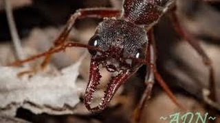 Des fourmis tueuses documentaire complet en francais   YouTube 2