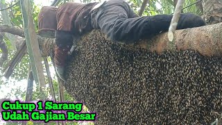 Harvesting Just 1 Hive Is Like Getting a Big Payday #bee#honey#wildhoneyharvest#bee#forest#nature...