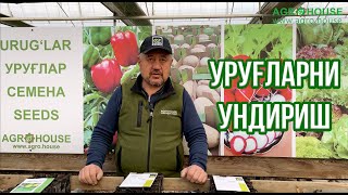 Уруғларни ундириш (помидор, бодринг, булғори, бақлажон) #помидор #огурцы #агро #семена