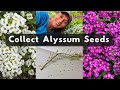 How To Collect Alyssum Seeds 🌱 Harvest Store Save Lobularia