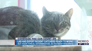 Lubbock Animal Services offering free rodent control with working cats