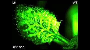 An unwounded leaf prepares for future attacks