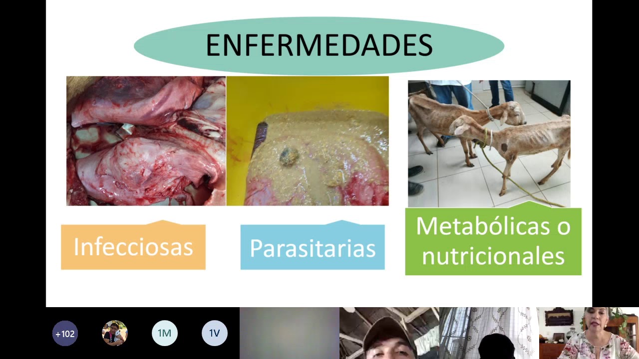 Principales enfermedades del ganado ovino en Tabasco YouTube