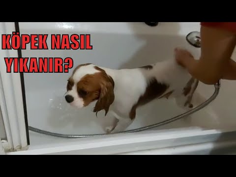 Video: Köpek yıkamak? Doğal Olmayı Deneyin