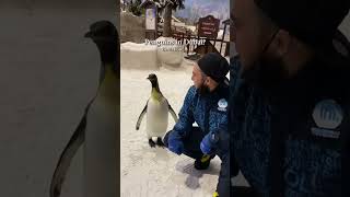 Did you know you can meet penguins in the middle of Dubai? 🇦🇪 🐧