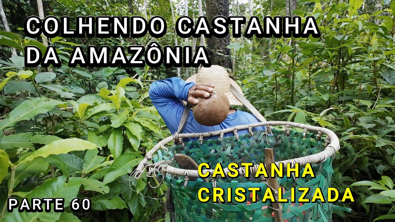 СБОР КАШТАНОВ - ЗАСАДАНЫЕ КАШТАНЫ - ВИДЕО 60 - Амазонас