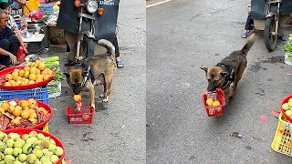 High IQ dog cheated by boss for buying fruit🤣