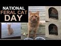 National Feral Cat Day - Cinnabon before he was Cinnabon
