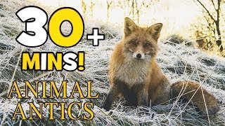 Animal Antics Spring Mornings with the Foxes | Animals for Kids | 30+ min of Animals and F