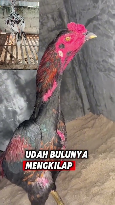 ciri ciri ayam siap tarung #ayambangkokindonesia #ayambangkokimport #shortvideo #shortsfeed #share