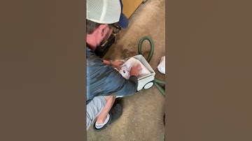 Crazy fast bag change on Festool dust extractor! #woodworking #festool #shorts #diy