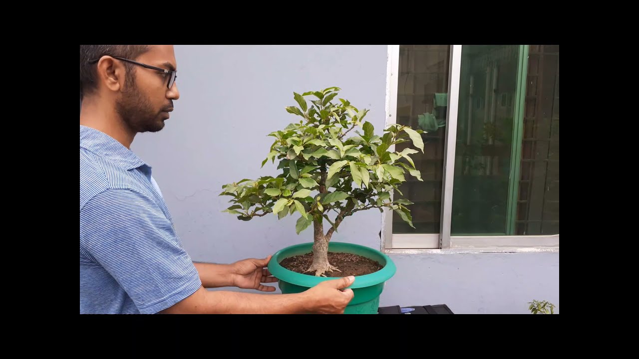 Bonsai Care and Pruning | Ficus Racemosa