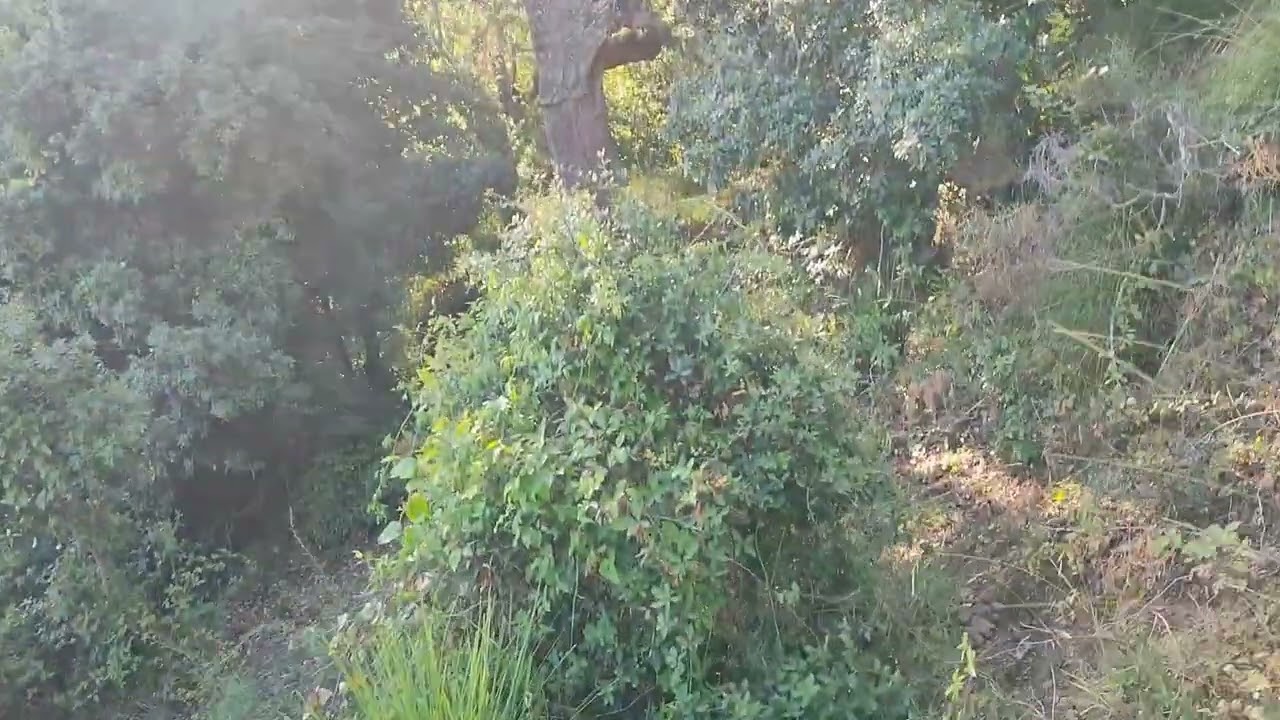 أفارنو: طهر أڨير دار محنة