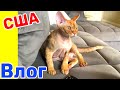 США Влог Чилим с котом Пеку блины Закупка продуктов в Русском магазине Большая семья в США /USA Vlog