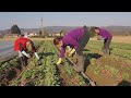 As estratégias dos agricultores franceses para salvarem a produção